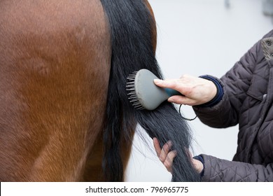 Brushing A Black Tail Of A Brown Horse