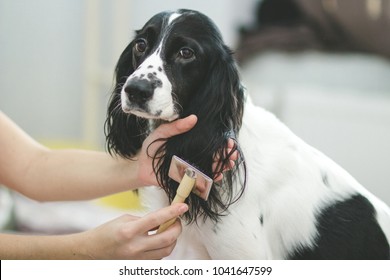 Brushing black and white dog's ears