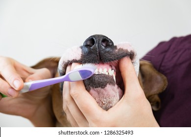 Brushing the dog's teeth. Dental hygiene concept: pet owner cleans teeth of a dog with a toothbrush