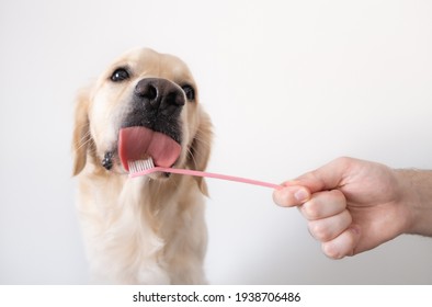 Brushing A Dog's Teeth. Male Hand Holds Animal Toothbrush. Pet Hygiene Concept.