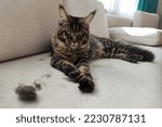 Brushing a domestic cat. Furballs on the couch