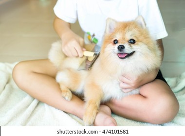 Brushing Her Pomeranian Dog
