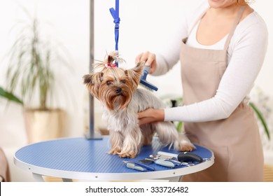Brushing process. Small Yorkshire terrier sits on the table while being brushed by a professional.