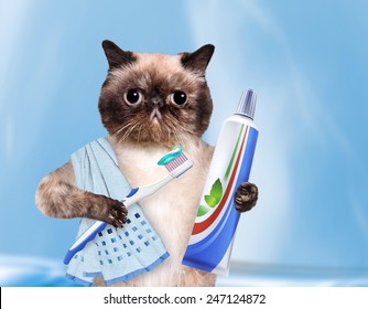 Brushing Teeth Cat.