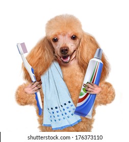 Brushing Teeth Dog 