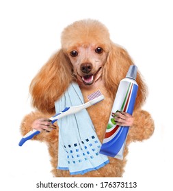 Brushing Teeth Dog 