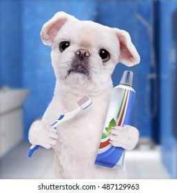 Brushing Teeth Dog . 