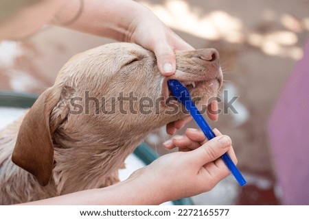 Brushing young teeth of puppy with blue brush and paste close up view Foto stock © 