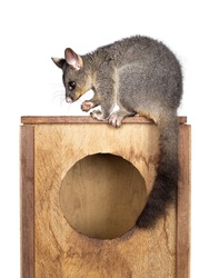 Brushtail Possum Aka Trichosurus Vulpecula, Sitting Side Ways On Wooden Box. Looking  Side Ways Away From Camera. Paws And Nails On Edge Of Circle. Tail Hanging Down. Isolated On A White Background.