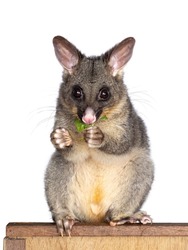 Brushtail Possum Aka Trichosurus Vulpecula, Sitting Facing Front Wooden Box. Looking Straight To The Camera. Eating Fresh Green Spinach From Paws. Isolated On A White Background.