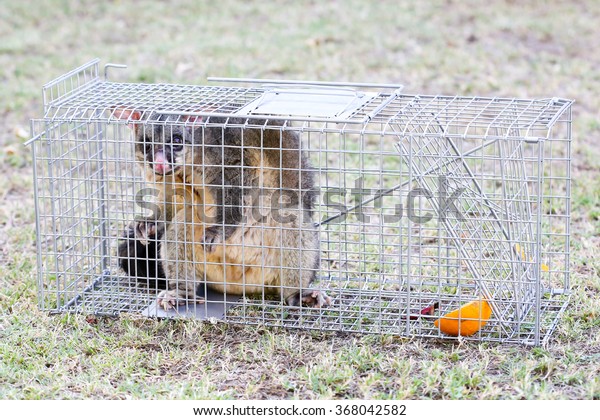 rat cage melbourne