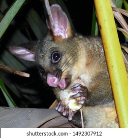 Brushtail Possum Eating Some Banana