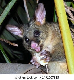 Brushtail Possum Eating Some Banana