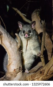 The Brush-tailed Possum In Australia Looking With Interest In The Night From The Tree.