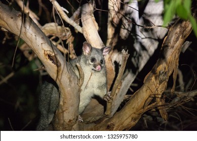 The Brush-tailed Possum In Australia Looking With Interest In The Night From The Tree.