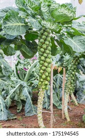 Brussel Sprouts On A Farm. 