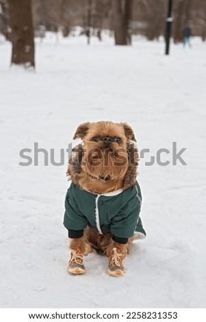 Brussels Griffin dog walks in winter in a warm jacket and boots