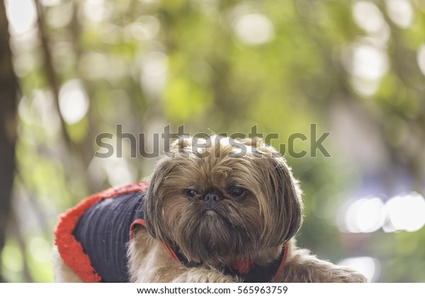 Brussels Griffon Griffon Bruxellois Dog Relax Stock Photo Edit Now 565963759