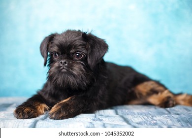 Brussels Griffon Dog