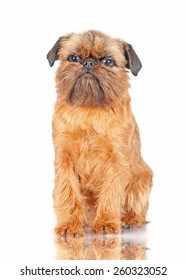 Brussels Griffon Dog 