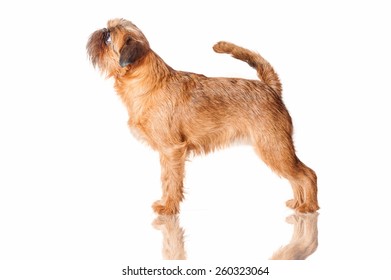 Brussels Griffon Dog 