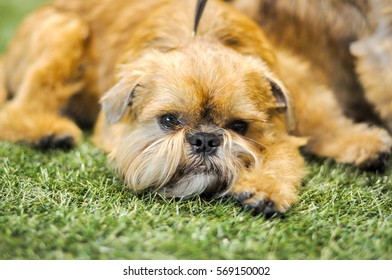 Brussels Griffon Dog