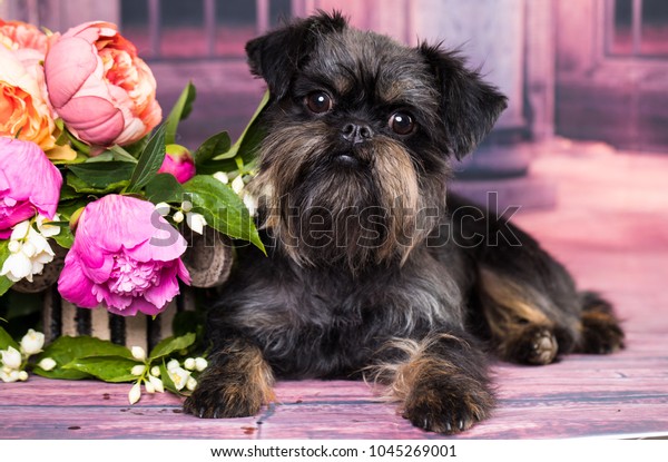 Keressen Brussels Griffon Dog Temaju Hd Stockfotoink Es Tobb Millio Jogdijmentes Foto Illusztracio Es Vektorkep Kozott A Shutterstock Gyujtemenyeben A Kinalat Mindennap Tobb Ezer Uj Minosegi Keppel Bovul