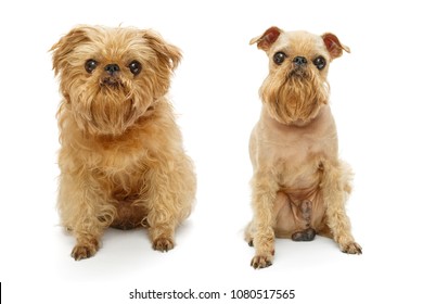 Brussels Griffon Dog Breed Before And After Haircut Isolated On White