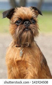 Brussels Griffon Images Stock Photos Vectors Shutterstock