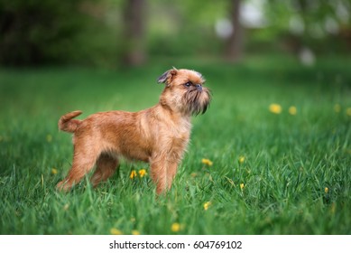 Brussels Griffon High Res Stock Images Shutterstock