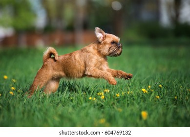 Brussels Griffon High Res Stock Images Shutterstock