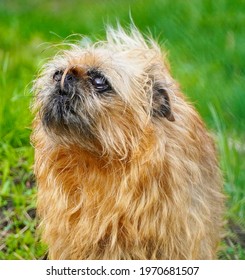 Brussels Griffon Kepek Stockfotok Es Vektorkepek Shutterstock