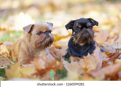 Imágenes Fotos De Stock Y Vectores Sobre Belges Shutterstock