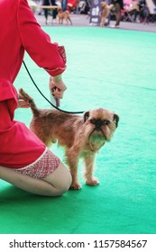 Brussels Griffon Shows His Tricks To The Jury During  The World Dog Show In Amsterdam In The Netherlands