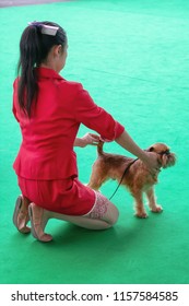 Brussels Griffon Shows His Tricks To The Jury During  The World Dog Show In Amsterdam In The Netherlands