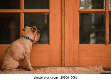 Brussels Griffon small breed dog sitting at back door waiting to be let inside