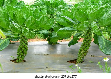 Brussels sprout vegetable in the farm