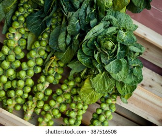 Brussels sprouts on a bush in a garden. Vegetables, fresh health