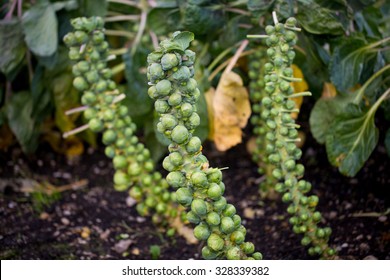 brussels sprouts on field
