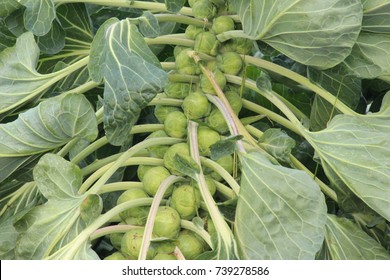 Brussels Sprouts on a plant, ready to harvest in Zevenhuizen