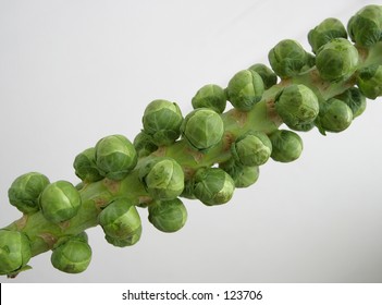 Brussels Sprouts Tree