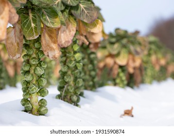 Brussels Sprouts In Winter Field With Snow Under Blue Sky