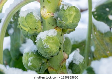 Brussels Sprouts In Winter On Field Covered Snow