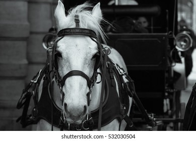 Brussles Belgium. A Carriage In Grand Place Squre.