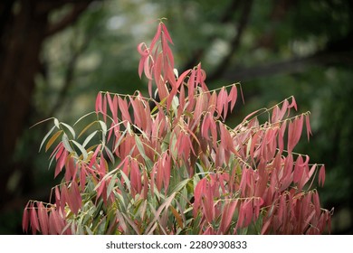 A brust of colourfull of mesua ferrea leaves - Shutterstock ID 2280930833