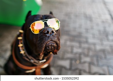 A Brutal Black Dog In Gold Sunglasses With A Studded Collar.