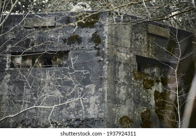 A brutalist cold gritty concrete world war two, ww2, pillbox war bunker defence fortress in a dirty forgotten woodland in europe. wartime relic and forgotten outpost using solid architecture to defend