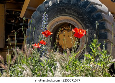 Brutality   gentleness: beautiful spring poppy flowers   grasses grass the background wheel powerful construction machine  Man against nature 