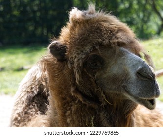 brwon head of a camel - Shutterstock ID 2229769865