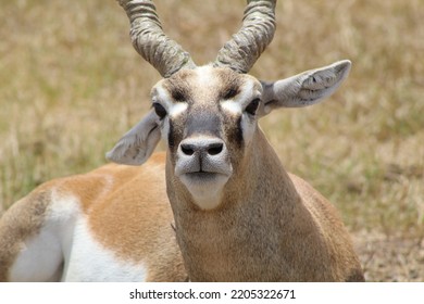 BRYAN, TEXAS - JULY 17, 2022: A Blackbuck Deer Lies In An Open Field At A Texas Petting Zoo.